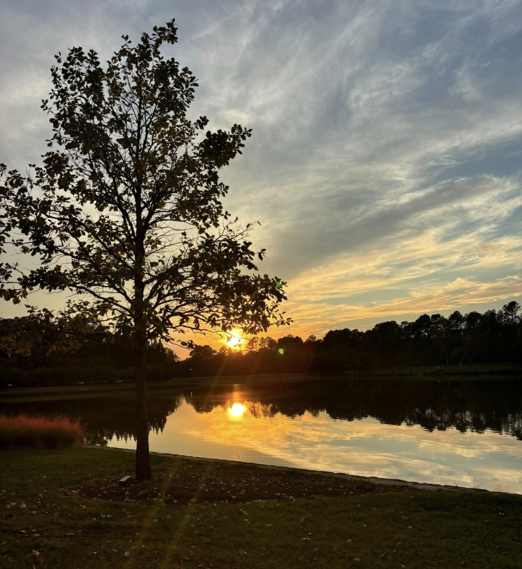 Sunset over a calm lake beside a young oak