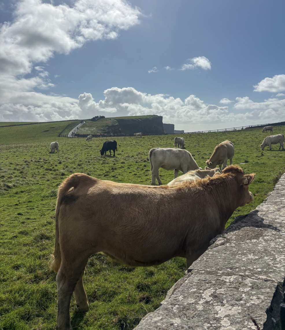 Cows grazing beside a stone wall near the Cliffs of Moher