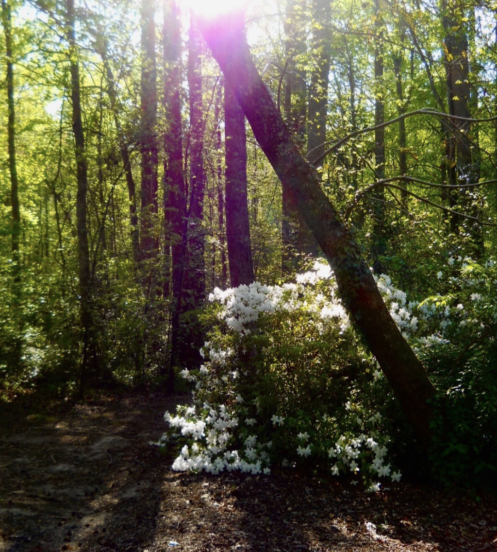White azaleas in a sunlit forest clearing