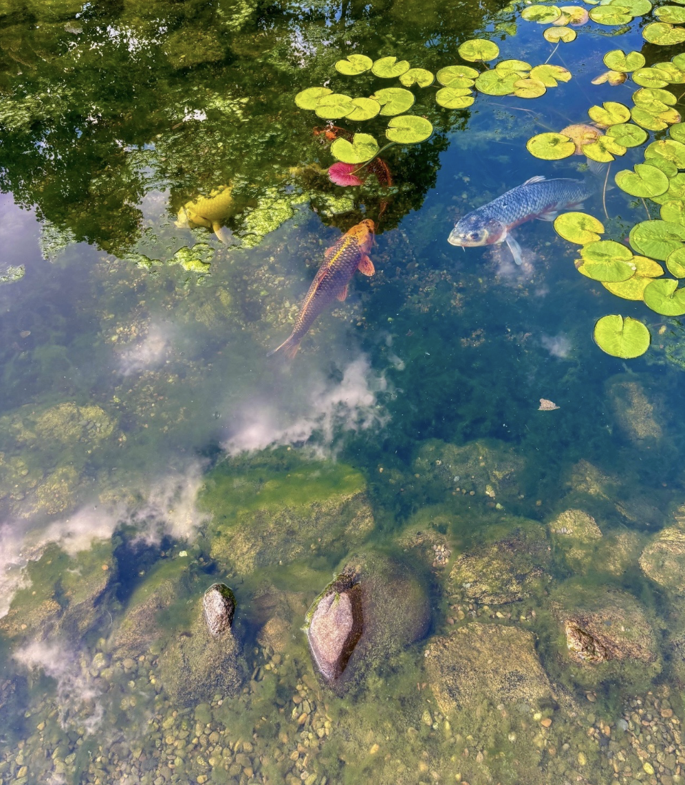 Koi fish swimming among lily pads in clear green water