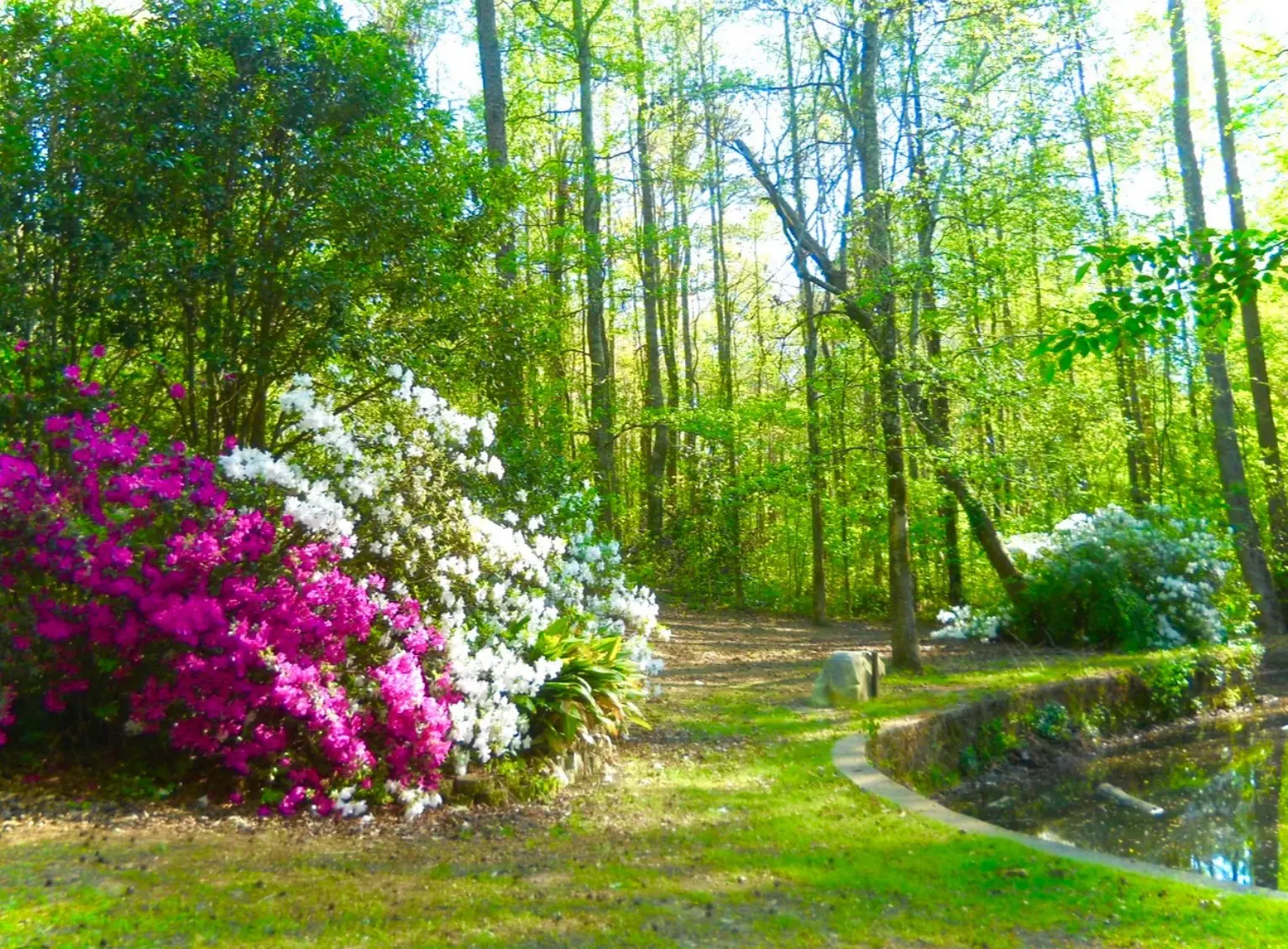 Pink and white azaleas in bloom beside a garden pond