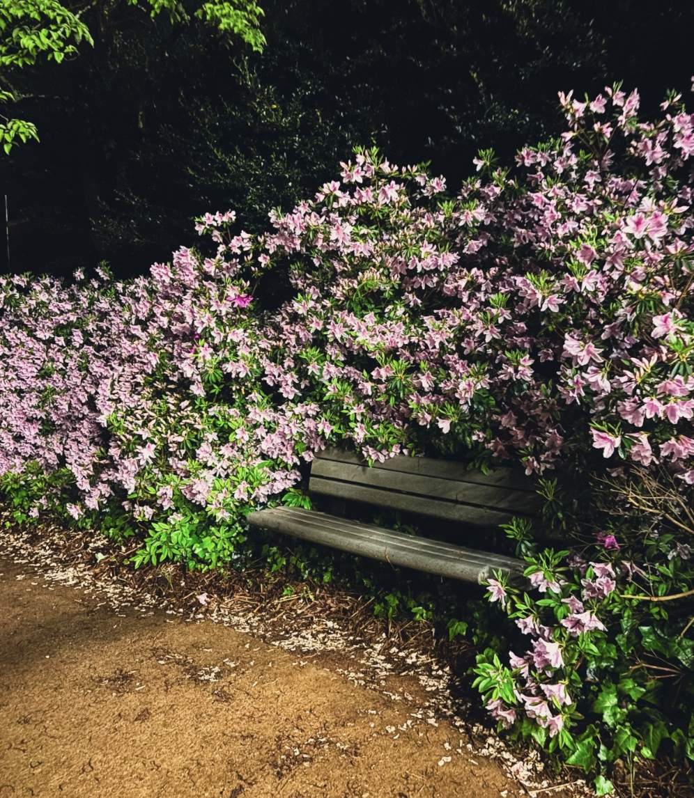 Bench beneath blooming azaleas at night
